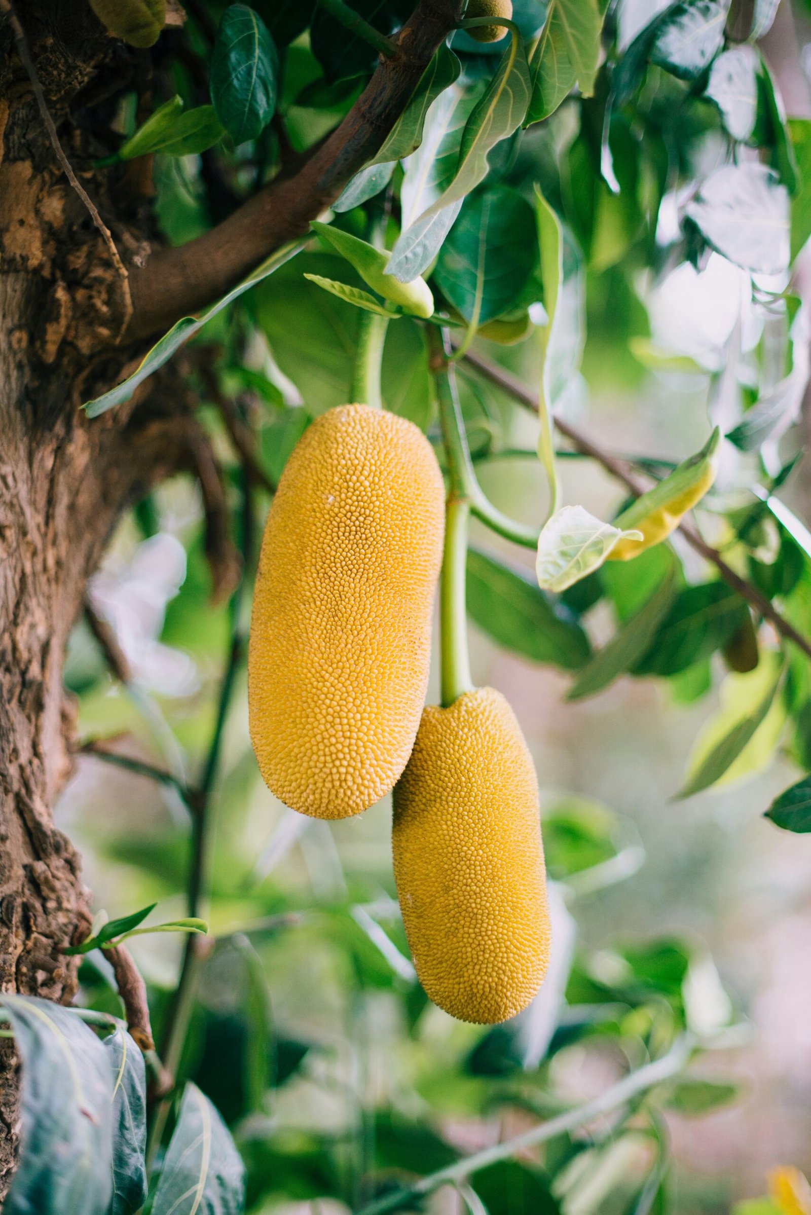 Read more about the article Exploring the Unique Taste of Jackfruit: A Comprehensive Guide